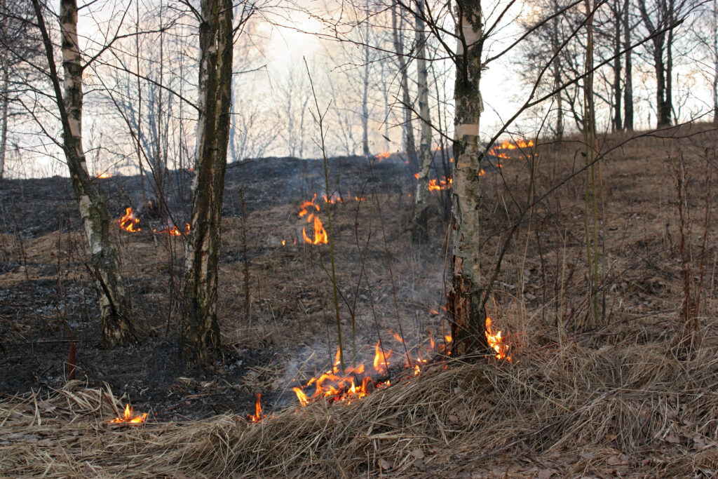 Burning dry grass and trees , the winds stokes the hot ash behind the fire